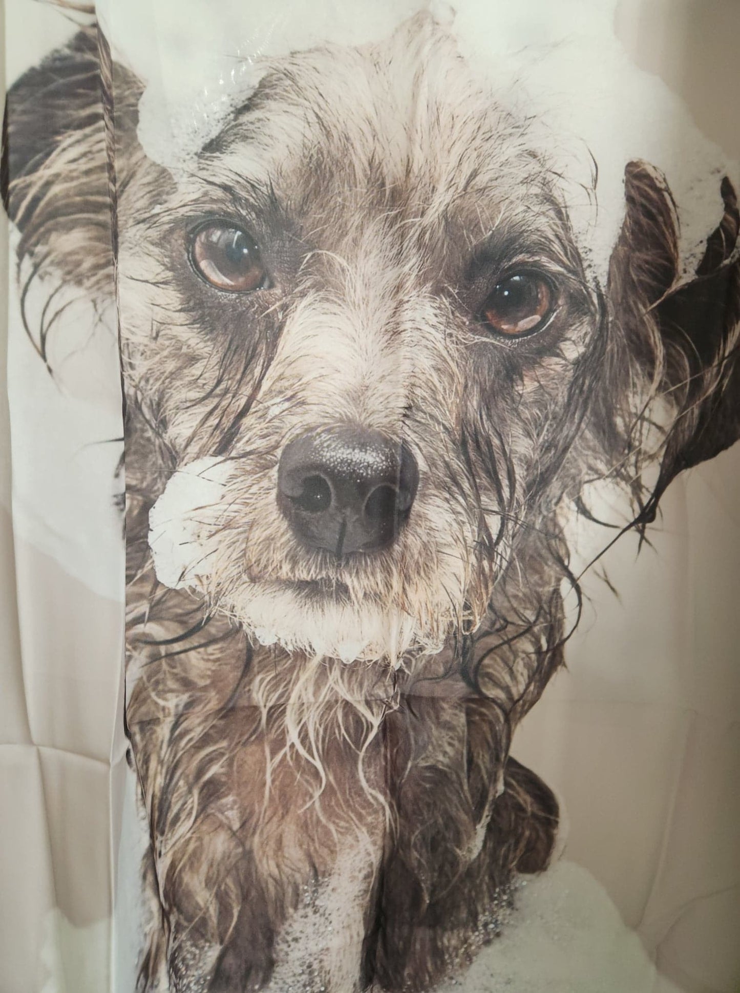 Centredepeinturedeco | |Rideau-douche | Chien | Bain